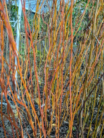 scarlet curls willows